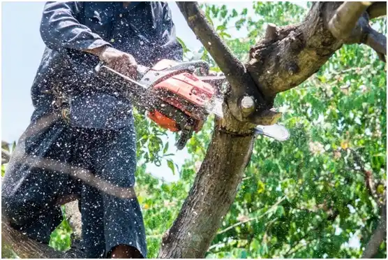 tree services Round Hill